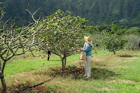 'Ōhiʻa PALs Presents – Taking Root: A Food Systems Field Day
