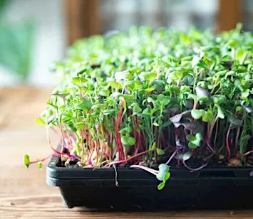 Pomona library garden club- growing microgreens
