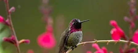New Anna's Hummingbird Longevity Record and Other Local Sightings