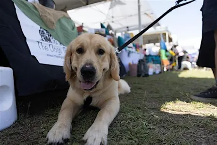 Come and Try Dog Training with Animal Behaviour NSW - Helens Reserve