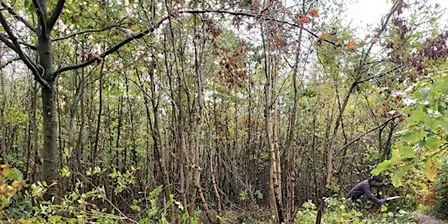 Nature Reserve Work Party - Queenswood - Coppicing
