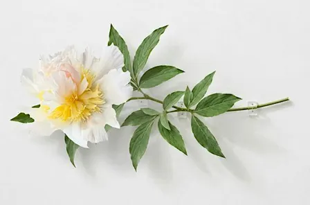 The "Top Brass" Peony Paper Flower Workshop