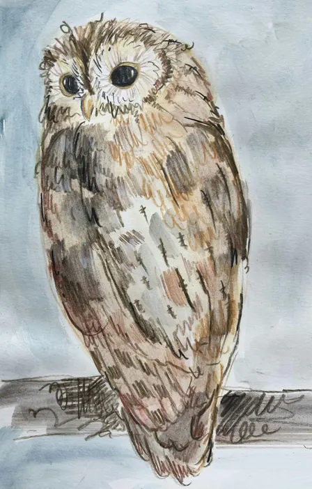 Drawing Scotland’s Birds