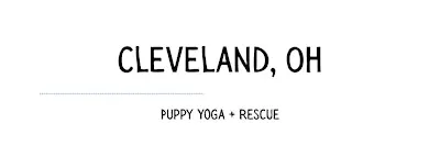 Puppy Yoga at Yoga Room Cleveland — November 15