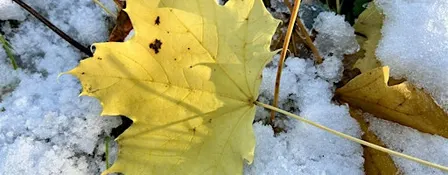 The Christmas Walk