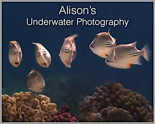 Underwater Photography in The Red Sea