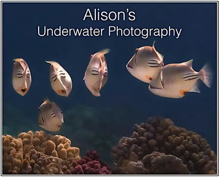 Underwater Photography in The Red Sea