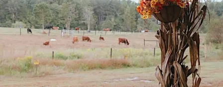 Meadow Oaks Ranch Harvest Festival
