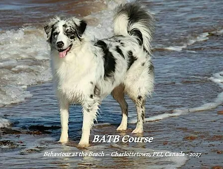 Behaviour at the Beach (BATB) 2027
