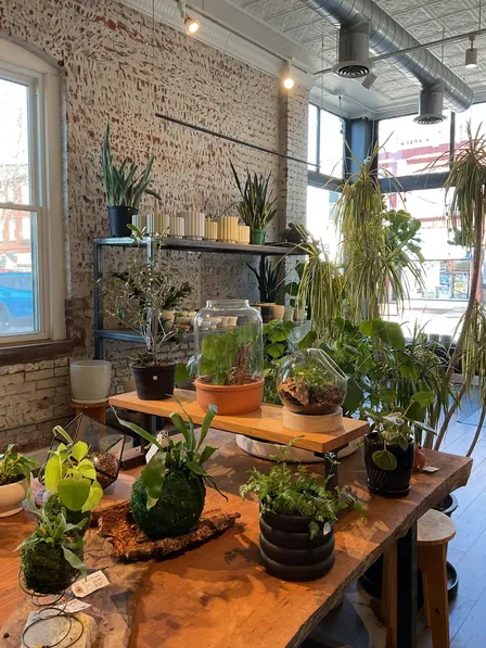 Copy of Plant Bingo Thursdays at Stump Lancaster