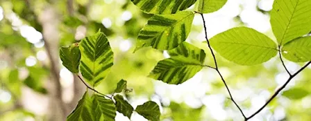 Beech Leaf Disease: What's the 411?