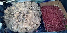Fall Foraging and Mushrooming