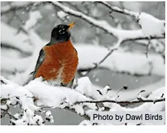 Milwaukee County Grounds Christmas Bird Count 12/19/2026