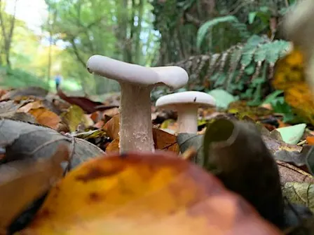 Edible & Medicinal Mushroom Foraging