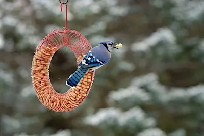 Backyard Birds in Winter: Survival, Feeding & Identification