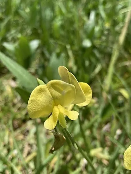 Eat the Weeds in Your Backyard: 20+ Common Edible Plants & Medicinal Plants