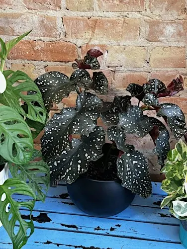 Plant Game Day