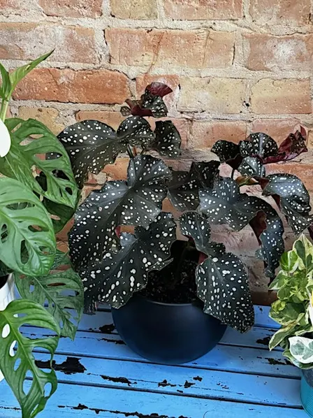 Plant Game Day
