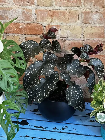 Plant Game Day