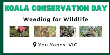 Koala Conservation Day - Weeding