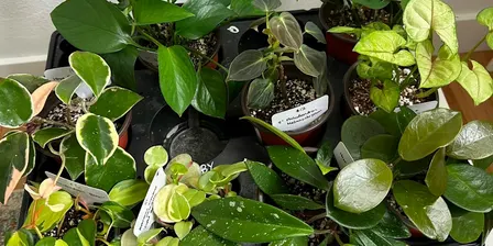 Second Chance Plants with Plantbaby @ RCLC