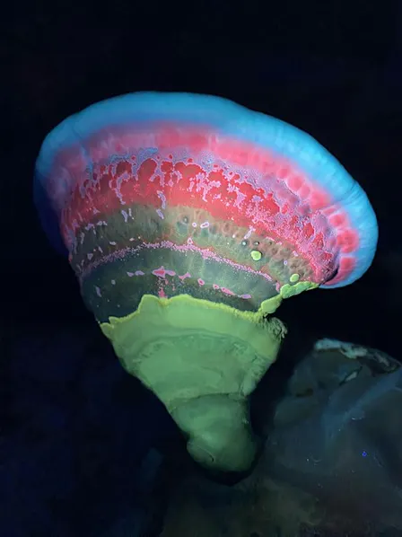 Fungi After Dark: A Biofluorescent Night Walk