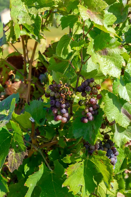 The Glory of Gamay: Beaujolais and Beyond