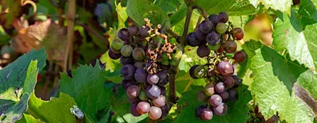 The Glory of Gamay: Beaujolais and Beyond