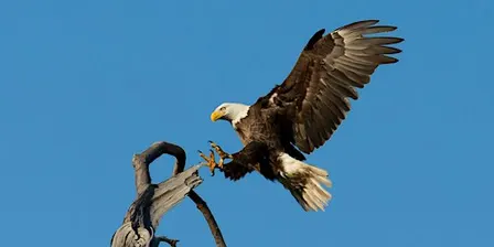 Sandy Hook Birding Club