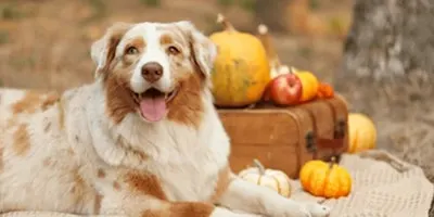 Holiday Afternoon Tea - benefitting Street Dog Hero