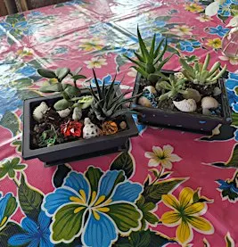 Succulent Garden Workshop