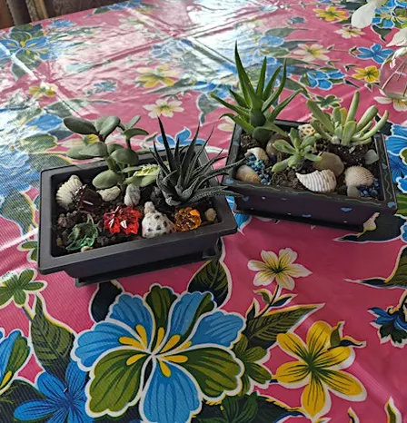 Succulent Garden Workshop