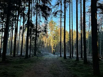 Natur-Klang-Auszeit – Wald, Stille & Klangreise