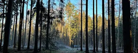 Natur-Klang-Auszeit – Wald, Stille & Klangreise
