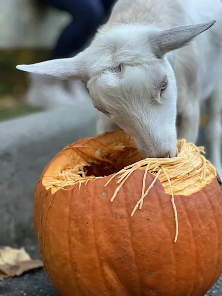 Dump the Pump + Goat Snuggling at St. Stephen’s Church in Ridgefield