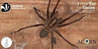 Spooky Spider Safari
