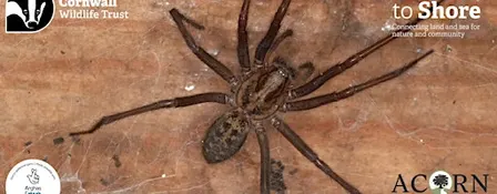 Spooky Spider Safari