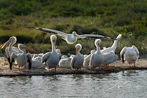 Birds Through the Lens: A Free Bird Photography Walk with Angie Birmingham