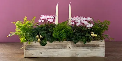 Holiday Cyclamen Centerpiece Workshop at Mahoney’s Chelmsford