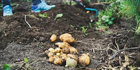 Garden Design and Companion Planting Workshop
