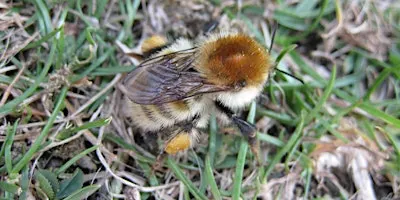 Bumblebee Identification in the South East: intermediate level