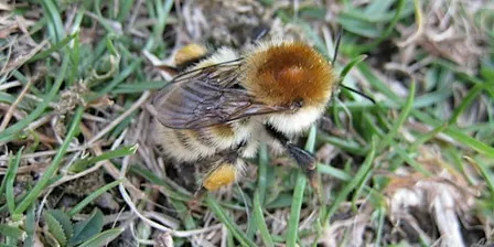 Bumblebee Identification in the South East: intermediate level