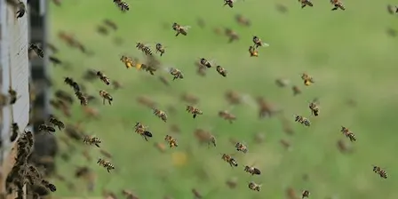 Beekeeping Series: Swarm Control