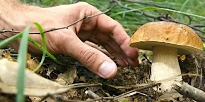 Permesso Raccolta Funghi a Pagamento - Schifanoia - Mugello 2025/2026