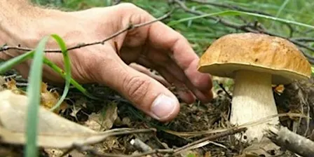 Permesso Raccolta Funghi a Pagamento - Schifanoia - Mugello 2025/2026