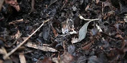 FREE Workshop: Boulevard Gardening Sheet Mulching