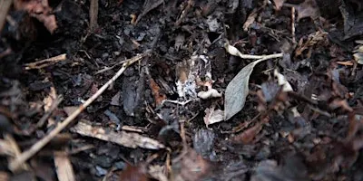 FREE Workshop: Boulevard Garden Sheet Mulching