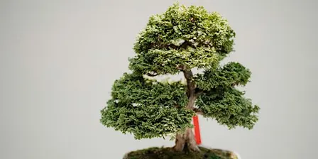 Beginner Bonsai Class