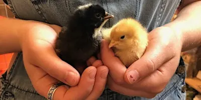 Backyard Chicken Basics Class Online - October 17th