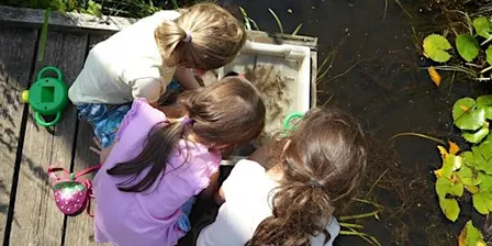 Pond Dipping at Ryton Pools Country Park